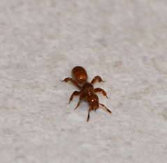 Lasius latipes