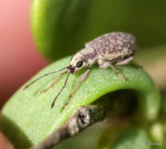 Entiminae