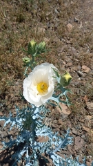 Argemone hunnemannii