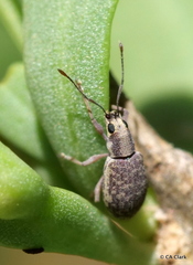 Entiminae