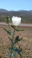 Argemone hunnemannii