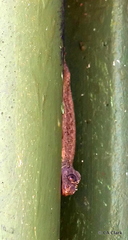 Gekkota