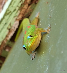Phelsuma laticauda laticauda