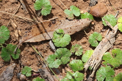 Hydrocotyle hirta
