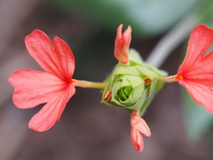 Crossandra greenstockii