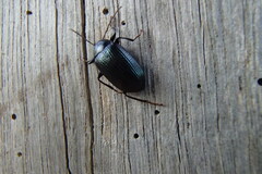 Amarygmus