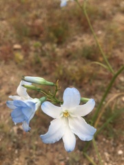 Zephyra elegans