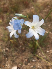Zephyra elegans