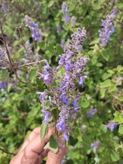 Salvia keerlii