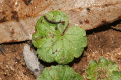 Hydrocotyle hirta