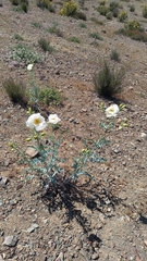 Argemone hunnemannii