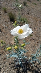 Argemone hunnemannii