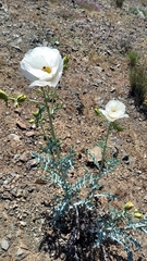 Argemone hunnemannii