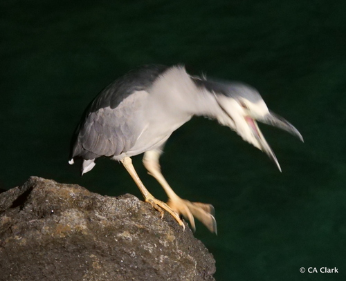 Black-crowned Night Heron photographed in Hawaii