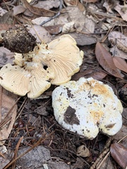 Cantharellus subalbidus
