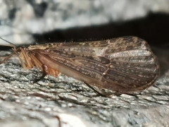 Halesus