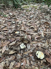 Cantharellus subalbidus