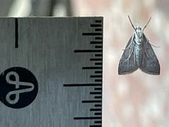 Microtheoris ophionalis