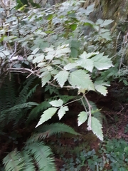 Rubus spectabilis