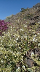 Mirabilis elegans