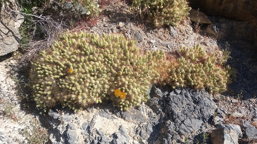 Maihueniopsis domeykoensis