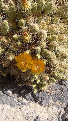 Maihueniopsis domeykoensis
