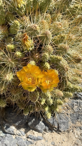 Maihueniopsis domeykoensis