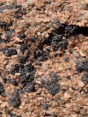 Umbilicaria hyperborea