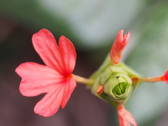 Crossandra greenstockii