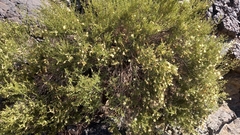 Lycium bridgesii