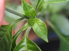 Crossandra greenstockii