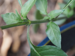 Crossandra greenstockii
