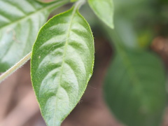Crossandra greenstockii