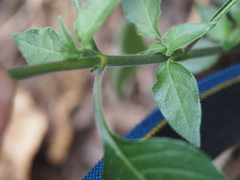 Crossandra greenstockii