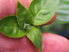Crossandra greenstockii