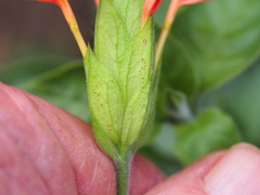 Crossandra greenstockii