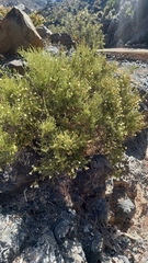 Lycium bridgesii