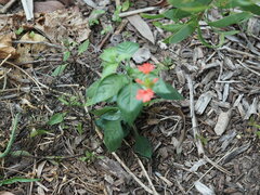 Crossandra greenstockii