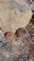 Eriosyce atroviridis