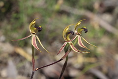 Caladenia toxochila