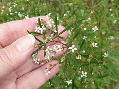 Zieria laxiflora