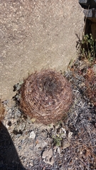 Eriosyce atroviridis