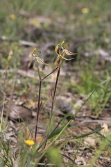 Caladenia toxochila