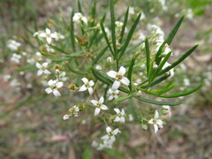 Zieria laxiflora