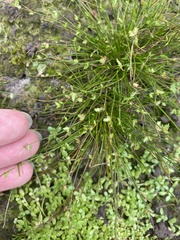 Isolepis levynsiana