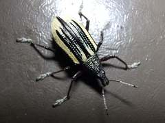 Diaprepes abbreviatus