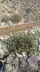 Argemone hunnemannii