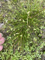Isolepis levynsiana