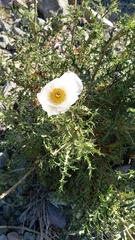 Argemone hunnemannii