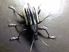 Diaprepes abbreviatus